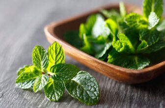 Bạc hà (Mentha arvensis L.) – dược liệu tân lương giải biểu, hỗ trợ phổi và đường hô hấp trên