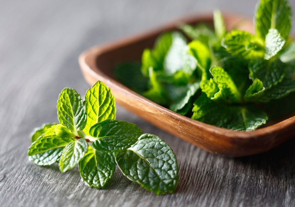 Hình chụp về vị thuốc Bạc Hà