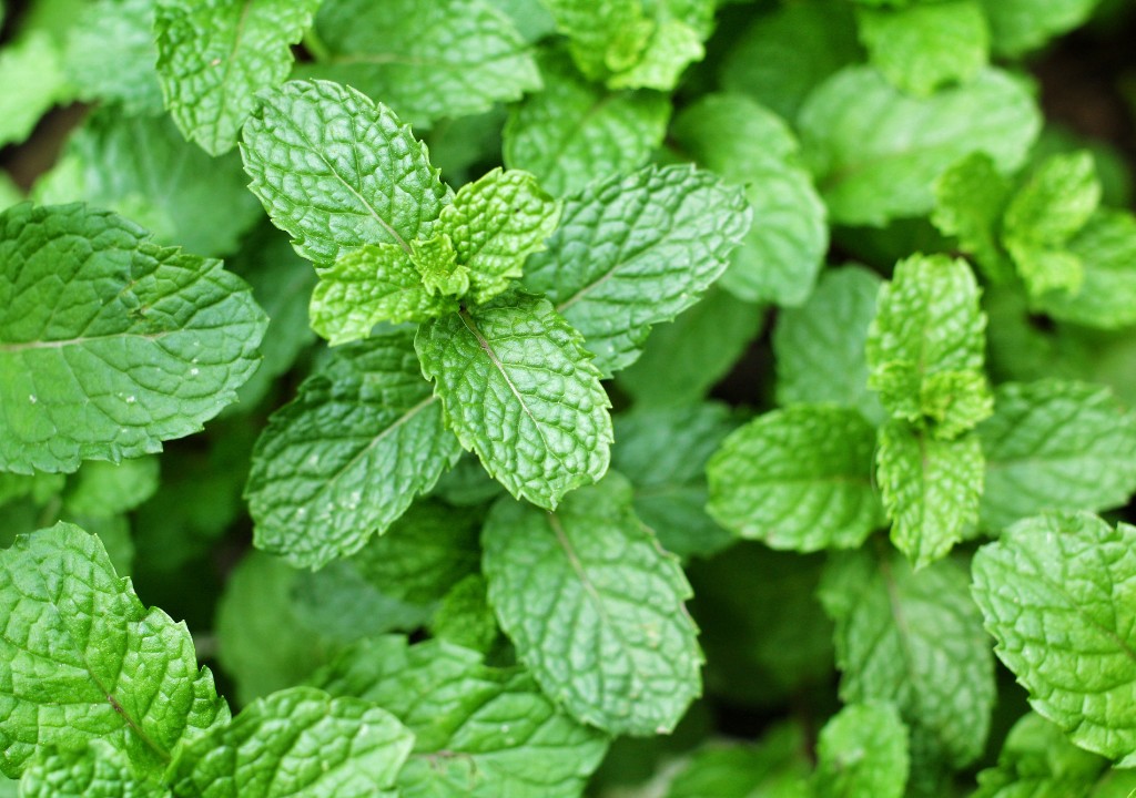 Hình chụp về cây thuốc Bạc Hà giúp bổ phổi