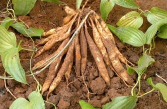 Bách bộ là dược liệu được sử dụng trong các bài thuốc hỗ trợ chăm sóc phổi và hệ hô hấp.