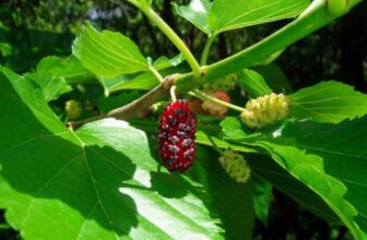 Tang bạch bì – vỏ rễ cây dâu tằm dùng làm dược liệu hỗ trợ phổi và hệ hô hấp