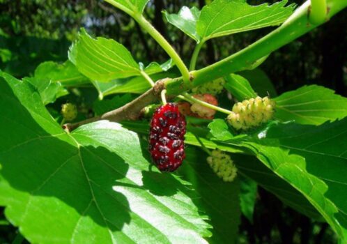 Tang bạch bì – vỏ rễ cây dâu tằm dùng làm dược liệu hỗ trợ phổi và hệ hô hấp