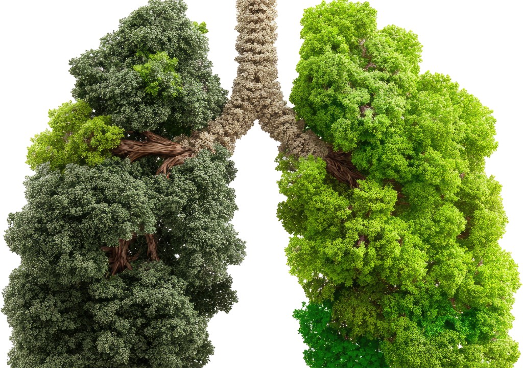 Hình chụp về là phổi được mô phỏng bằng cây xanh