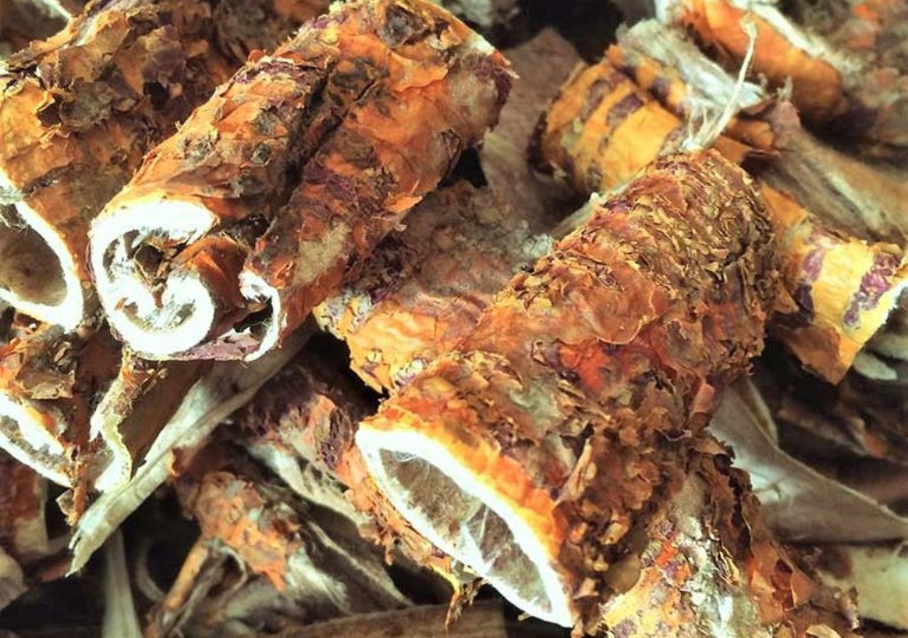 Hình chụp về vị thuốc Tang Bạch Bì