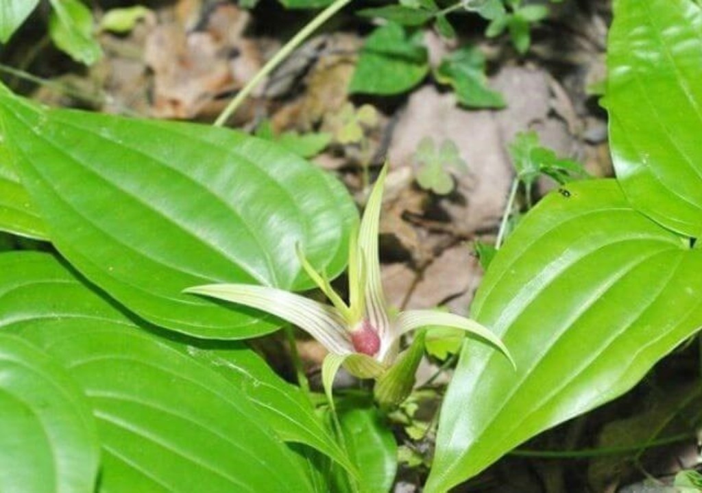 Hình chup về vị thuốc Bách bộ hỗ trợ kháng khuẩn