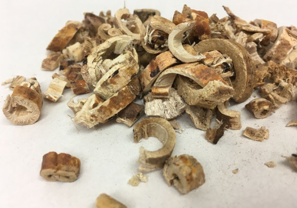 Hình chụp về vị thuốc Tang Bạch Bì