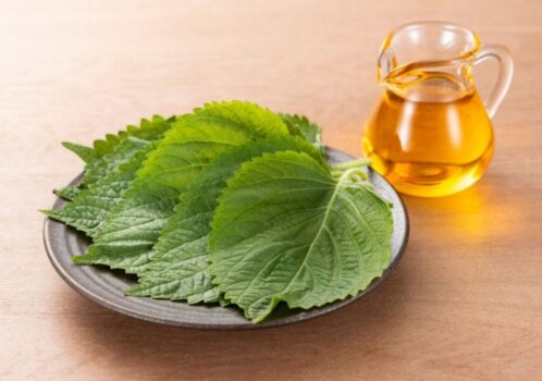 Lá tía tô tươi đặt trên đĩa cạnh chai tinh dầu màu vàng.