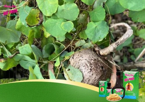 Bình vôi